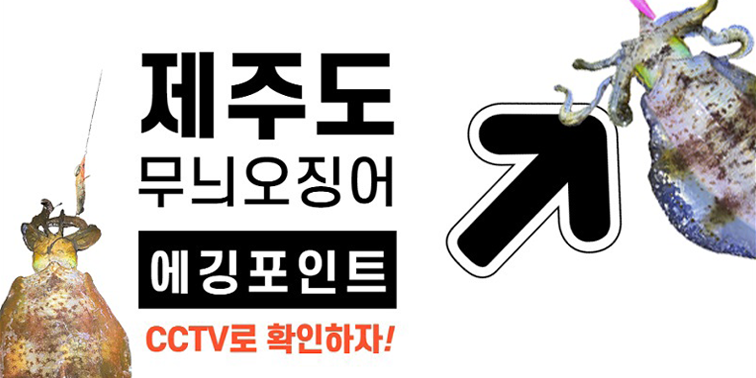제주도 무늬오징어 낚씨 에깅포인트 실시간 CCTV로 확인하자 『제주에깅포인트CCTV』